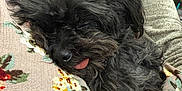 Oreo is registered to the contest to win money with this photo: dog, sleeping, tongue_out, fluffy, black_dog, blanket, floral_pattern, resting, cozy, person, gray_sweater, indoor, cute, pet, animal, relaxed, fur, closeup, comfort, nap