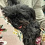 dog, sleeping, tongue_out, fluffy, black_dog, blanket, floral_pattern, resting, cozy, person, gray_sweater, indoor, cute, pet, animal, relaxed, fur, closeup, comfort, nap