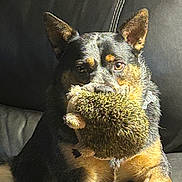 Bud joined the competition — help win amazing prizes! animal, black, brown, companion, couch, cute, dog, domestic, ears, face, fur, indoor, light, mouth, paws, pet, playful, relaxed, shadow, toy