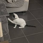 Mimi participe au concours pour gagner de l'argent avec cette photo : cat, pet, black_and_white, playing, paw, scratching_post, cat_tree, sofa, couch, tiled_floor, indoor, collar, tail, toy, floor, furniture, low_light, blur, home, tile_grout