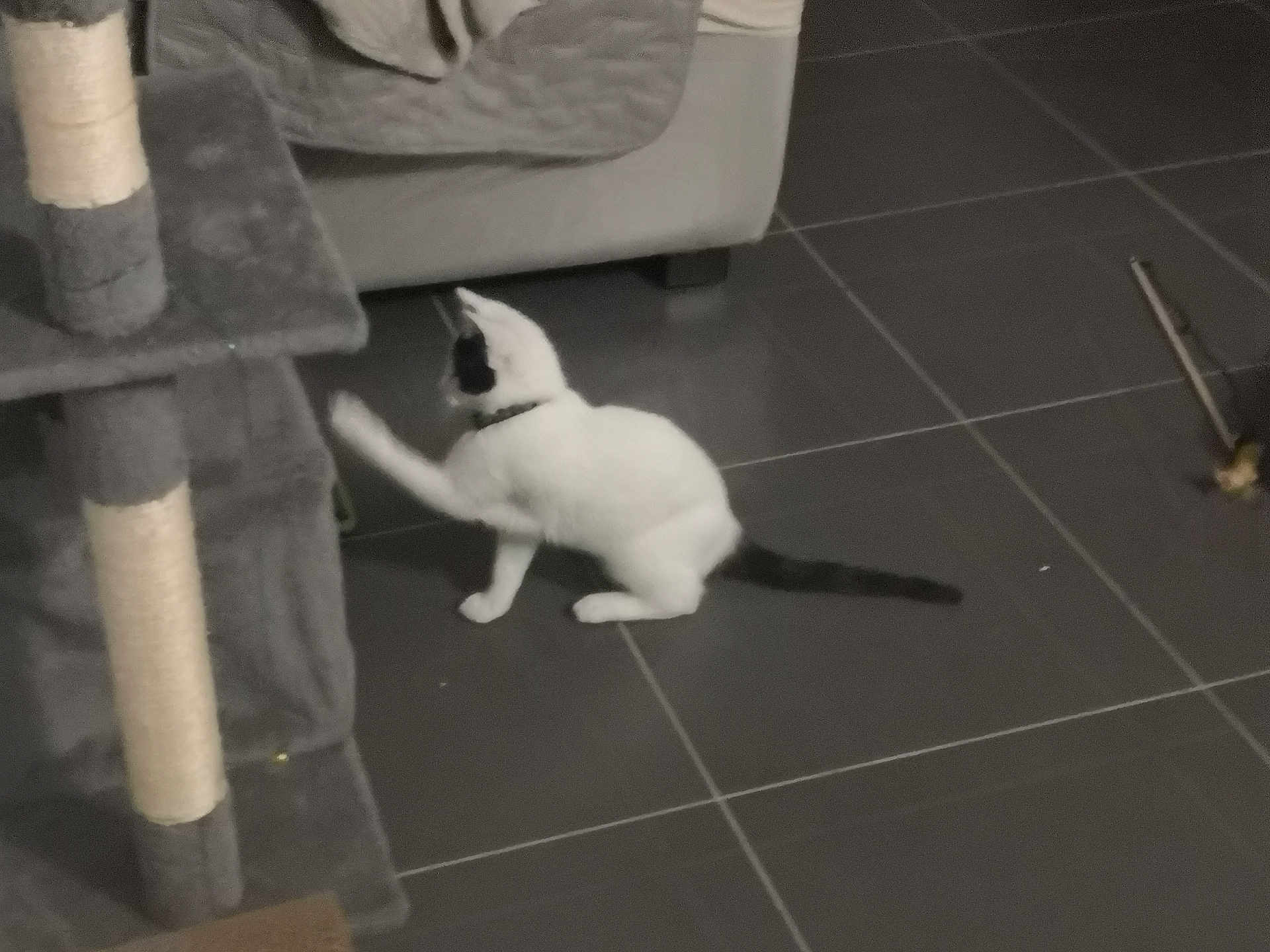 Mimi participe au concours pour gagner de l'argent avec cette photo : cat, pet, black_and_white, playing, paw, scratching_post, cat_tree, sofa, couch, tiled_floor, indoor, collar, tail, toy, floor, furniture, low_light, blur, home, tile_grout