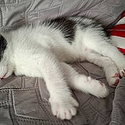 Bambi participe au concours pour gagner de l'argent avec cette photo : animal, black_and_white, blanket, cat, cozy, cute, fur, gray, indoor, kitten, nap, pet, pillow, pink_paws, red, resting, sleeping, stars, texture, white