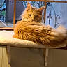 cat, orange_cat, fluffy, long_hair, feline, pet, animal, portrait, sitting, lounging, indoors, window, cushion, perch, fur, whiskers, ears, greenery, cozy, closeup