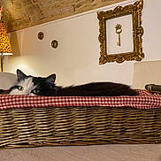 Blues participe au concours pour gagner de l'argent avec cette photo : cat, basket, wicker_basket, red_gingham, black_and_white_cat, green_eyes, peeking, cozy, indoor, lamp, leopard_lamp, stone_wall, picture_frame, decorative_key, table, home_decor, relaxing, portrait, fabric, fur