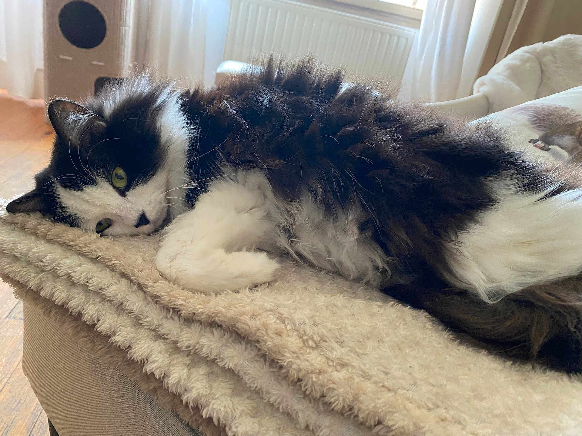 Blues a rejoint le concours — aidez-le/la à gagner de superbes lots ! cat, long_fur, black_and_white, green_eyes, blanket, cozy, indoor, sofa, paws, whiskers, feline, resting, close_up, pet, domestic_cat, fluffy, home_interior, window, relaxed, portrait