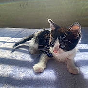 Oreo is registered to the contest to win money with this photo: kitten, cat, black_and_white, pet, animal, cute, feline, whiskers, paw, collar, sunlight, window, blanket, indoor, young, curious, soft_texture, shadow, resting, adorable