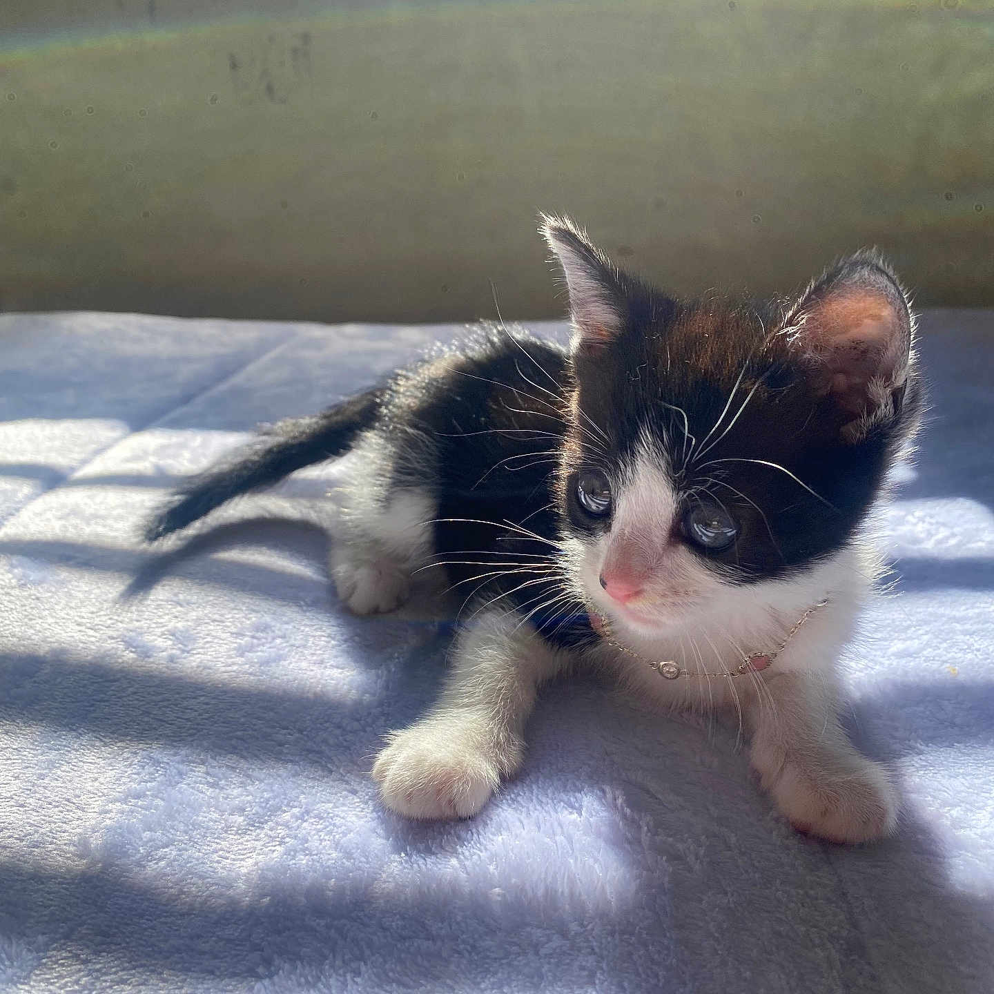 Oreo