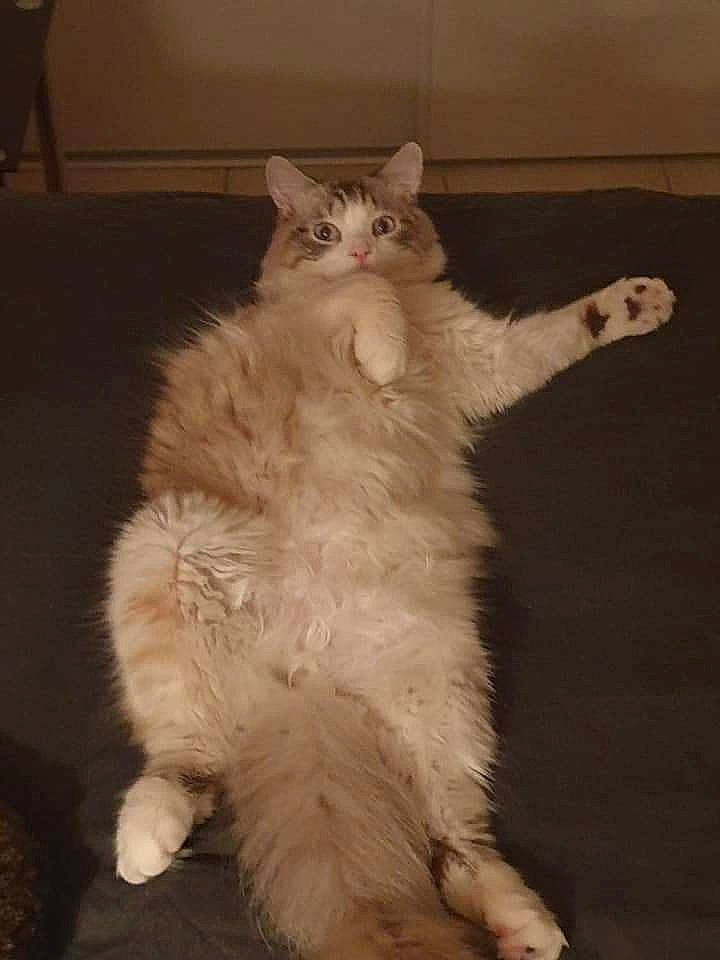 Poumba a rejoint le concours — aidez-le/la à gagner de superbes lots ! american_curl, asian_semi_longhair, british_semi_longhair, carnivore, cat, domestic_long_haired_cat, fawn, felidae, fur, kitten, mammal, norwegian_forest_cat, paw, polydactyl_cat, ragdoll, small_to_medium_sized_cats, tail, turkish_angora, vertebrate, whiskers