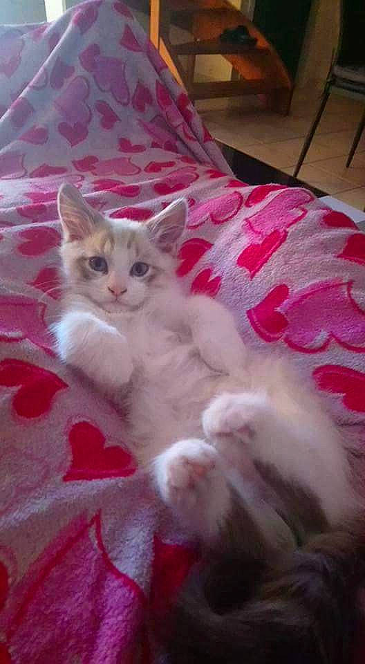 Poumba a rejoint le concours — aidez-le/la à gagner de superbes lots ! asian, carnivore, cat, domestic_long_haired_cat, fawn, felidae, kitten, mammal, norwegian_forest_cat, persian, ragamuffin, ragdoll, small_to_medium_sized_cats, turkish_angora, turkish_van, vertebrate, whiskers