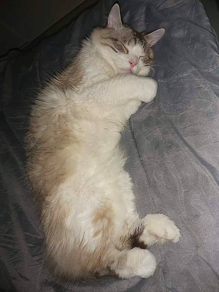 Poumba a rejoint le concours — aidez-le/la à gagner de superbes lots ! asian_semi_longhair, british_semi_longhair, carnivore, cat, domestic_long_haired_cat, felidae, fur, kitten, mammal, norwegian_forest_cat, persian, polydactyl_cat, ragamuffin, ragdoll, small_to_medium_sized_cats, tail, turkish_angora, turkish_van, whiskers