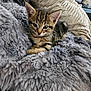 Stella participe au concours pour gagner de l'argent avec cette photo : abyssinian, animal, armchair, blanket, cat, chair, clothing, couch, cushion, fur, furniture, homedecor, kitten, manx, ocelot, person, pet, quilt, sleeping