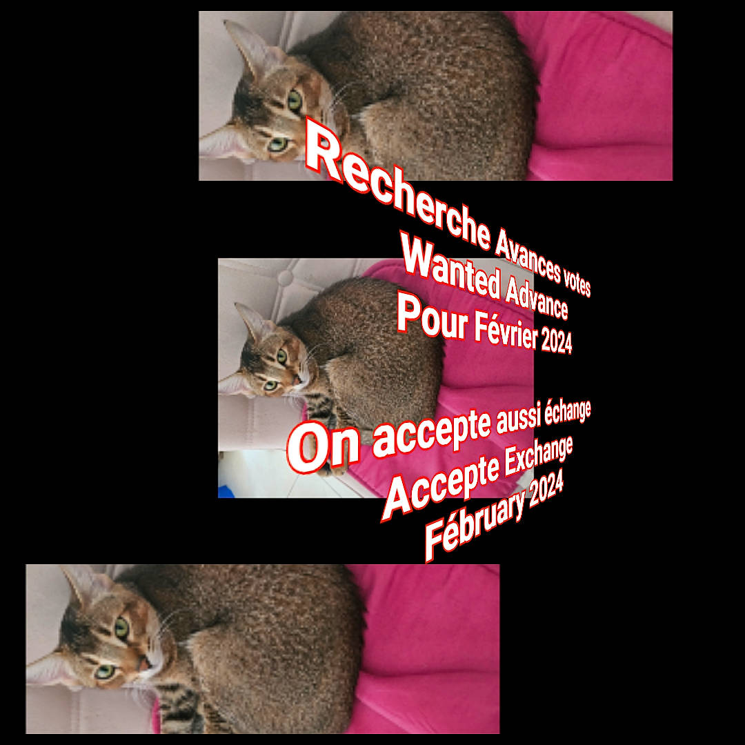 Angel a rejoint le concours — aidez-le/la à gagner de superbes lots ! automotive_tire, carnivore, cat, cat_supply, comfort, domestic_short_haired_cat, felidae, font, fur, magenta, paw, pet_supply, photo_caption, small_to_medium_sized_cats, snout, tail, textile, vertebrate, whiskers