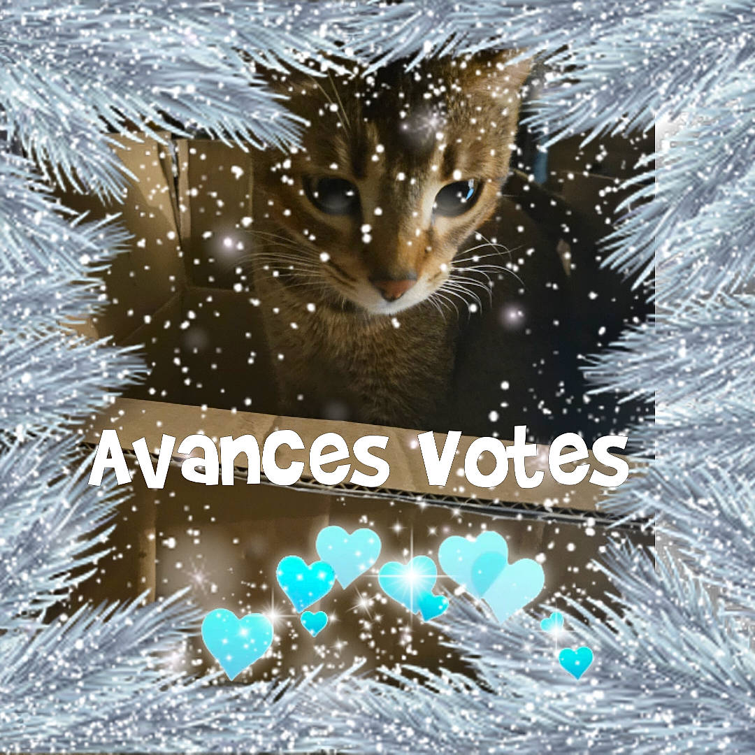 Angel participe au concours pour gagner de l'argent avec cette photo : carnivore, cat, christmas_eve, christmas_ornament, conifer, event, felidae, font, fur, graphics, greeting, greeting_card, happy, holiday, illustration, photo_caption, poster, small_to_medium_sized_cats, whiskers, winter