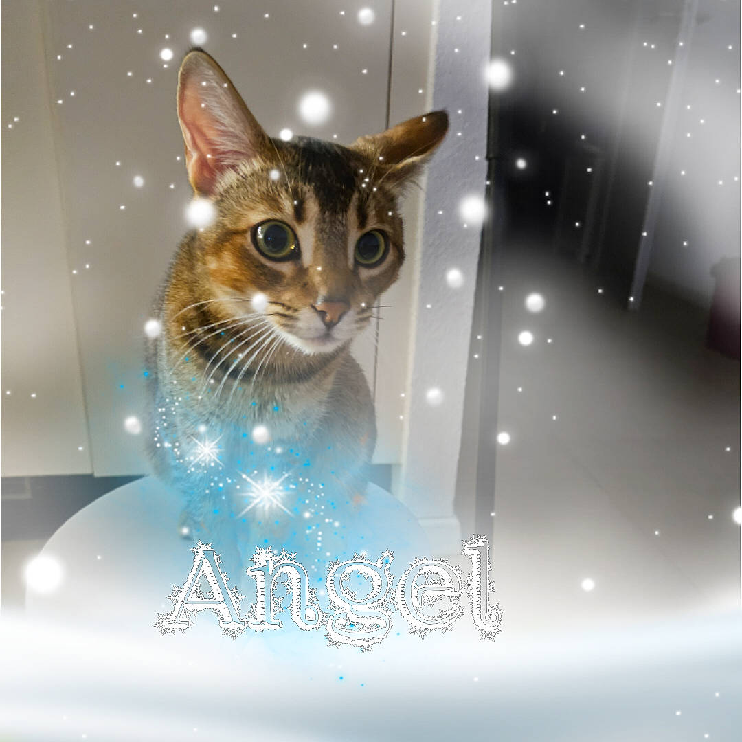 Angel participe au concours pour gagner de l'argent avec cette photo : advertising, art, carnivore, cat, circle, domestic_short_haired_cat, electric_blue, event, fawn, felidae, font, fur, graphics, happy, illustration, photo_caption, poster, small_to_medium_sized_cats, terrestrial_animal, whiskers