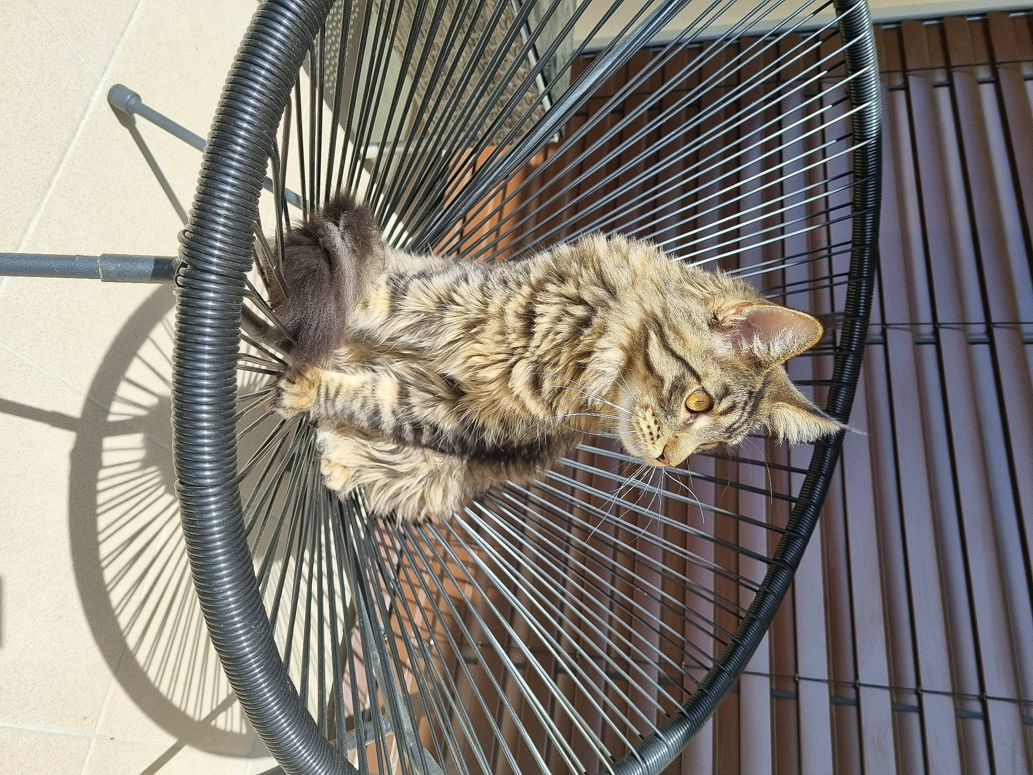 Tigrou a rejoint le concours — aidez-le/la à gagner de superbes lots ! animal_shelter, automotive_tire, bicycle_tire, bicycle_wheel, carnivore, cat, felidae, fur, hub_gear, rim, small_to_medium_sized_cats, snout, spoke, tail, tire, tree, vehicle, wheel, whiskers, wood