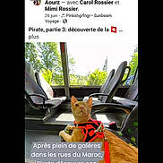 Tigrou participe au concours pour gagner de l'argent avec cette photo : animal, bus, bus_seat, cat, curious, daylight, ginger_cat, harness, indoor, leash, looking_up, orange_fur, pet, public_transport, resting, seat, transportation, travel, trees, window