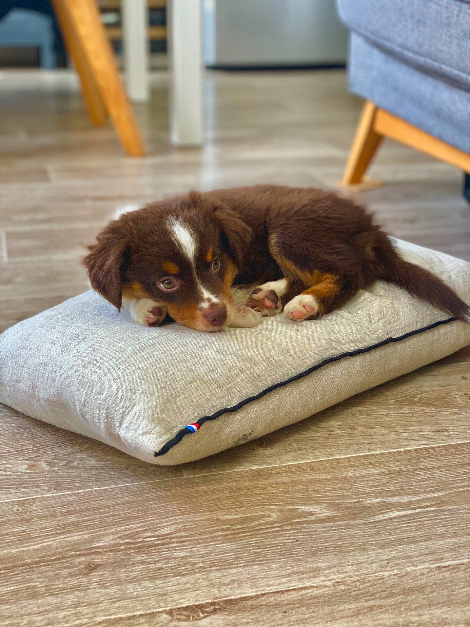 Oakley participe au concours pour gagner de l'argent avec cette photo : canidae, carnivore, comfort, companion_dog, dog, dog_breed, fawn, felidae, floor, flooring, fur, hardwood, liver, paw, small_to_medium_sized_cats, snout, sporting_group, toy_dog, wood, working_animal