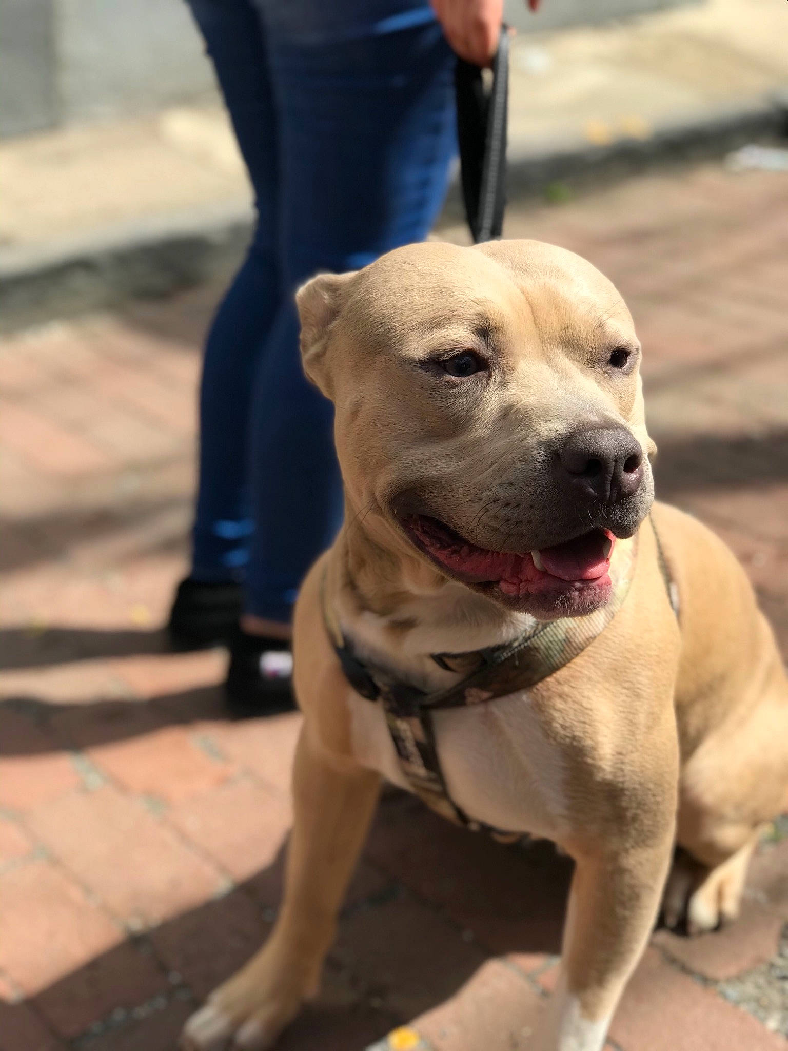 Ace is registered to the contest to win money with this photo: beige, canidae, carnivore, collar, companion_dog, denim, dog, dog_breed, fawn, foot, human_leg, hunting_dog, jeans, leash, pet_supply, skin, snout, sporting_group, street_fashion, whiskers