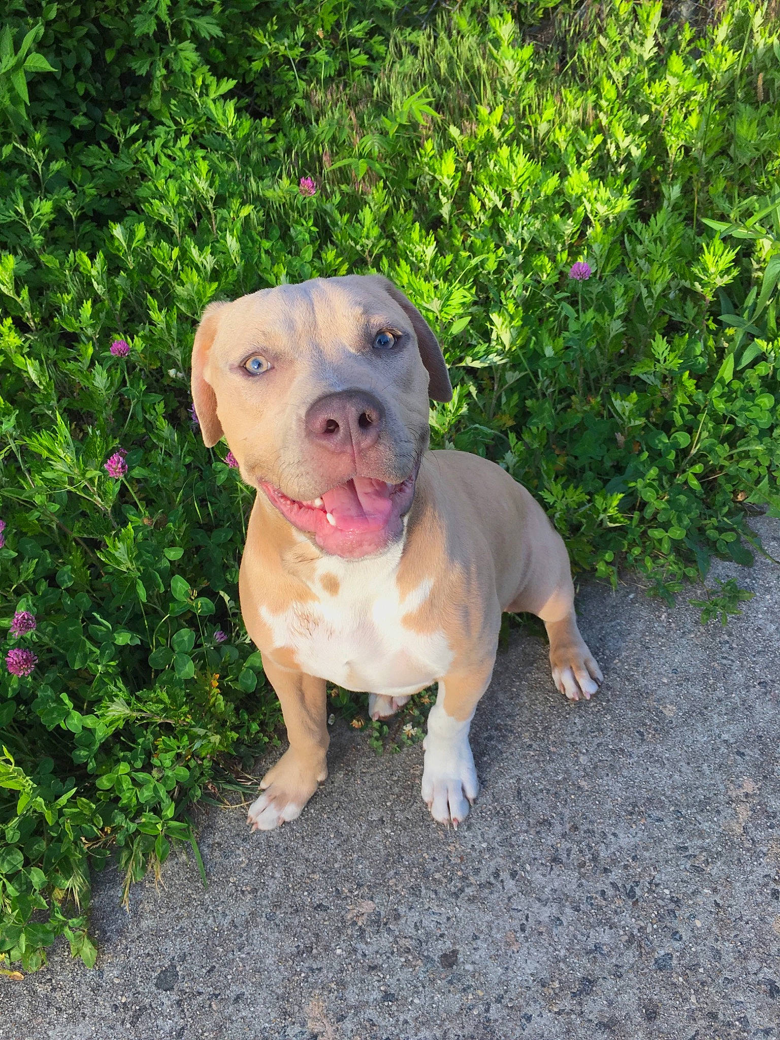 Ace is registered to the contest to win money with this photo: canidae, carnivore, collar, companion_dog, dog, dog_breed, dog_collar, fawn, garden, groundcover, liver, mammal, non_sporting_group, shrub, snout, sporting_group, subshrub, whiskers, working_animal, working_dog