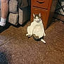 cat, carpet, furniture, drawer, person_leg, socks, shoes, indoor, brown, white, tabby, relaxed, sitting, pet, home, floor, curious, feline, domestic, cozy