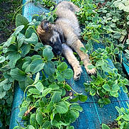 Ares a rejoint le concours — aidez-le/la à gagner de superbes lots ! puppy, dog, sleeping, greenery, leaves, plants, garden, nature, outdoor, flora, vegetation, resting, cute, fur, canine, peaceful, summer, small_dog, young_animal, growth