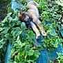 puppy, dog, sleeping, greenery, leaves, plants, garden, nature, outdoor, flora, vegetation, resting, cute, fur, canine, peaceful, summer, small_dog, young_animal, growth