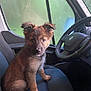 Ares a rejoint le concours — aidez-le/la à gagner de superbes lots ! puppy, dog, car, vehicle_interior, steering_wheel, seat, window, curious, fur, pet, animal, young_dog, indoor, black_seat, brown_fur, ears, face, sitting, looking, cute