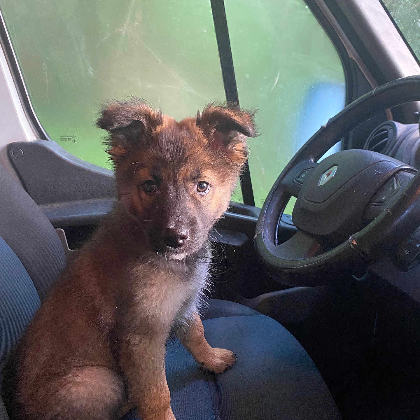 Ares a rejoint le concours — aidez-le/la à gagner de superbes lots ! animal, black_seat, brown_fur, car, curious, cute, dog, ears, face, fur, indoor, looking, pet, puppy, seat, sitting, steering_wheel, vehicle_interior, window, young_dog
