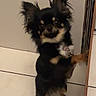 dog, chihuahua, small_dog, black_dog, tan_markings, standing, hind_legs, paw, curious, indoor, tile_floor, wall, pet, animal, cute, furry, ears, canine, domestic, companion