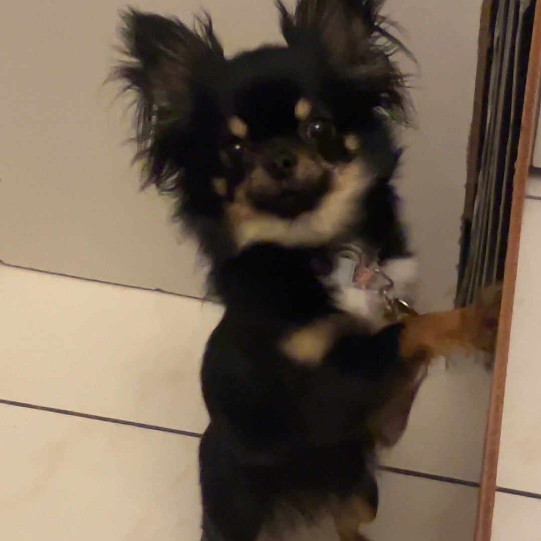 Violyne participe au concours pour gagner de l'argent avec cette photo : dog, chihuahua, small_dog, black_dog, tan_markings, standing, hind_legs, paw, curious, indoor, tile_floor, wall, pet, animal, cute, furry, ears, canine, domestic, companion