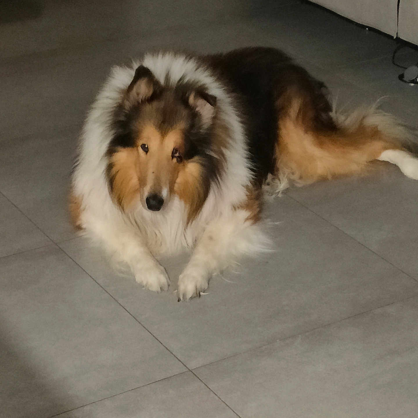 Simba