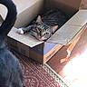 cat, tabby_cat, kitten, animal, pet, cardboard_box, box, indoors, floor, rug, wooden_floor, sunlight, shadow, striped_fur, green_eyes, whiskers, paw, lying_down, cute, home