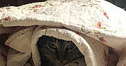 Ruby joined the competition — help win amazing prizes! cat, sleeping, blanket, blanket_fort, bed, bedroom, cozy, indoors, pet, feline, fur, tabby, hiding, relaxed, nap, soft, fabric, home, dim_lighting, cuddly