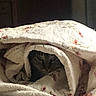 cat, sleeping, blanket, blanket_fort, bed, bedroom, cozy, indoors, pet, feline, fur, tabby, hiding, relaxed, nap, soft, fabric, home, dim_lighting, cuddly