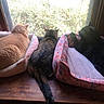 cat, cats, pet, animal, feline, sleeping, resting, windowsill, window, indoors, sunlight, backlit, beds, blanket, cozy, home, wood, garden, outdoors, group