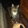 Ruby joined the competition — help win amazing prizes! cat, tabby_cat, white_chest, sitting, indoors, living_room, wooden_floor, area_rug, couch, wooden_table, furniture, flash_photography, green_eye, amber_eye, whiskers, ears, paws, striped_fur, handbag, portrait