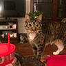 Ruby joined the competition — help win amazing prizes! cat, tabby_cat, pet, animal, standing, indoor, living_room, furniture, wood_floor, red_cup, red_bowl, table, plant, window, shelves, home, portrait, whiskers, striped_fur, curious