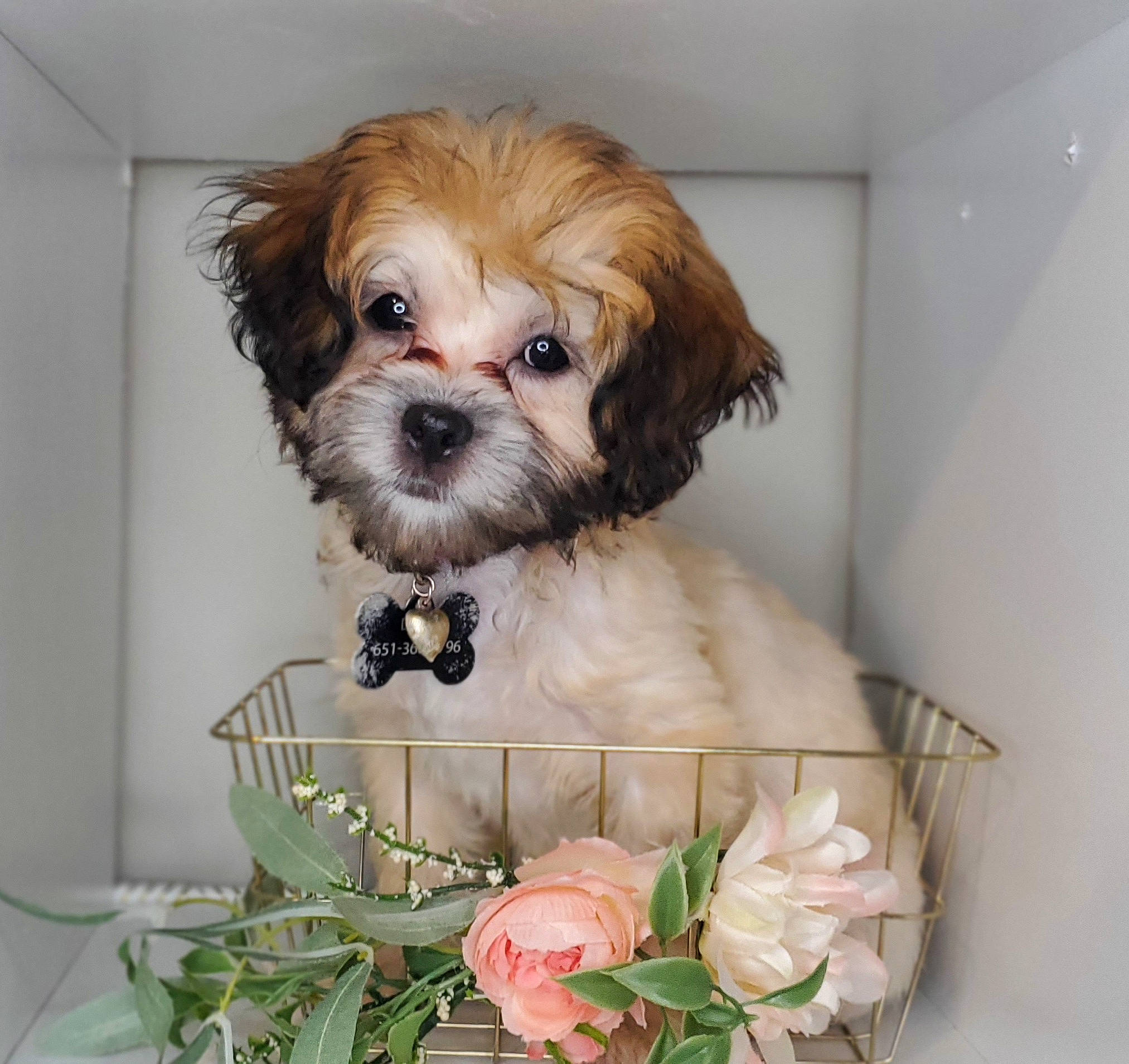 Daisy is registered to the contest to win money with this photo: canidae, carnivore, companion_dog, dog, dog_breed, dog_supply, fawn, flower, flower_arranging, fur, liver, petal, plant, shih_tzu, small_terrier, snout, sporting_group, toy_dog, whiskers, working_animal