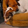 Brownie joined the competition — help win amazing prizes! animal, brown_dog, companion, cozy, cute, dog, dog_bed, ears, flooring, friendship, fur, indoor, napping, peaceful, pet, relaxation, resting, sleeping, snuggle, white_dog
