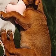 Brownie joined the competition — help win amazing prizes! animal, blanket, brown_dog, canine, comfort, cozy, cute, dog, fur, indoors, nap, pet, plush_toy, puppy, relaxed, resting, sleeping, snuggle, soft, toy
