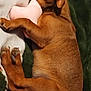 animal, blanket, brown_dog, canine, comfort, cozy, cute, dog, fur, indoors, nap, pet, plush_toy, puppy, relaxed, resting, sleeping, snuggle, soft, toy