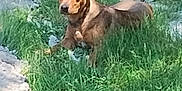 Brownie is registered to the contest to win money with this photo: animal, brown_dog, canine, curious, daylight, dog, ear, field, friendly, grass, greenery, ground, lying_down, mammal, nature, outdoor, pet, relaxed, sunlight, wildlife