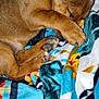 Brownie is registered to the contest to win money with this photo: animal, blanket, brown, comfort, cozy, curled_up, cute, cute_pet, dog, fur, indoor, napping, paw, pet, puppy, resting, sleeping, snuggled, soft, warm