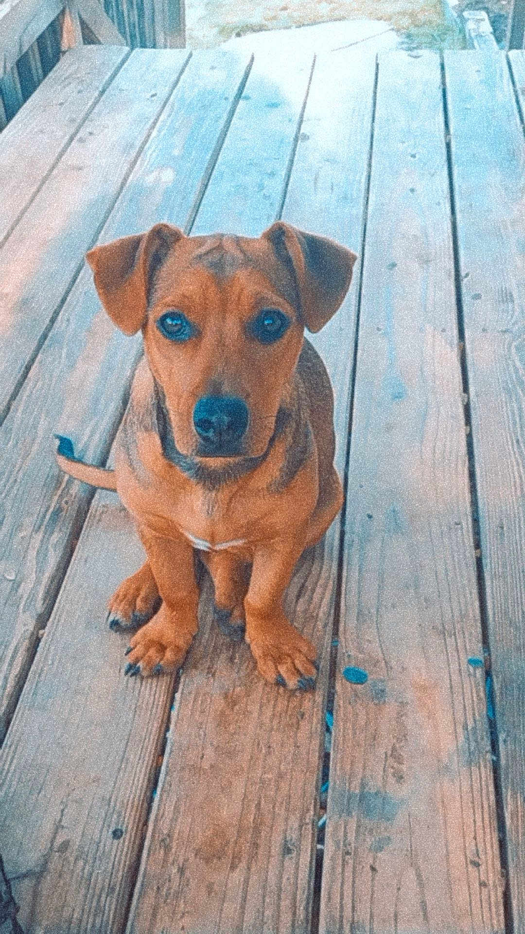 Brownie