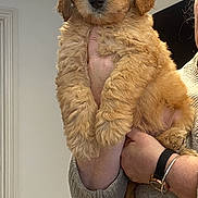 Bertie Benham joined the competition — help win amazing prizes! puppy, dog, pet, fluffy, cute, indoors, person, hand, sweater, watch, golden, fur, animal, portrait, holding, cozy, young, face, looking, domestic