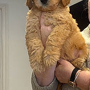 Bertie is registered to the contest to win money with this photo: puppy, dog, fluffy, golden, pet, animal, indoor, person, hand, holding, cute, fur, face, watching, cozy, sweater, home, wood_floor, light, wall