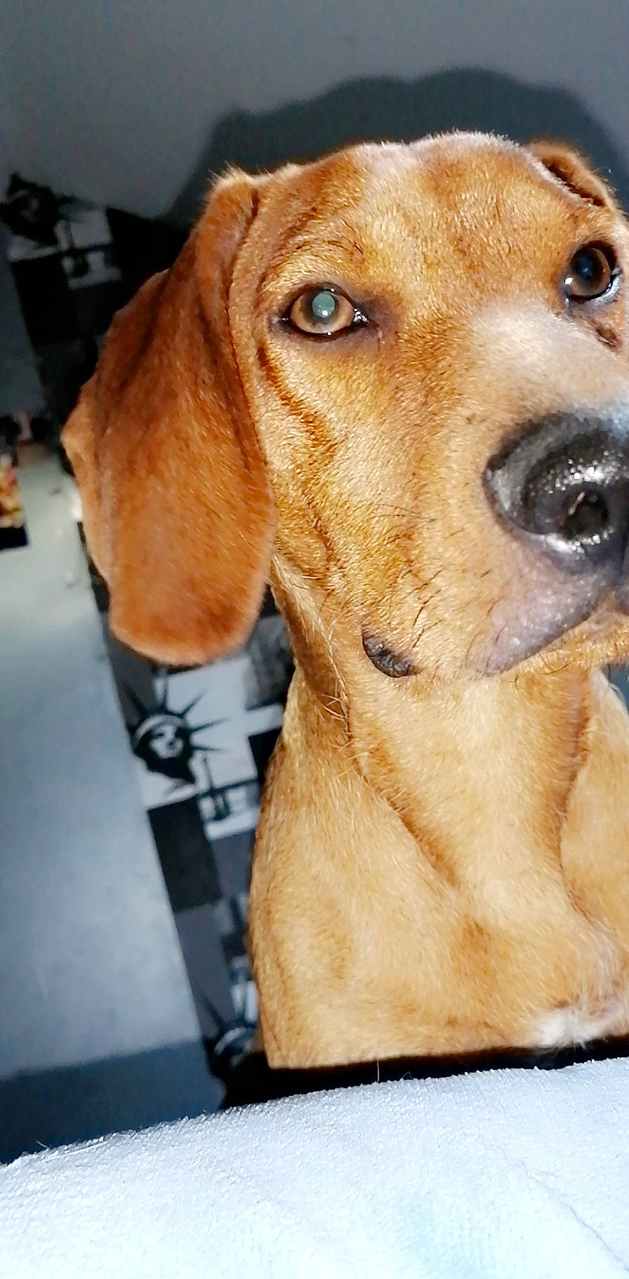 Patou a rejoint le concours — aidez-le/la à gagner de superbes lots ! beagador, broholmer, canidae, carnivore, companion_dog, coonhound, dog, dog_breed, fawn, hound, mammal, portuguese_pointer, rare_breed_dog, redbone_coonhound, rhodesian_ridgeback, snout, sporting_group, vertebrate, vizsla, whiskers