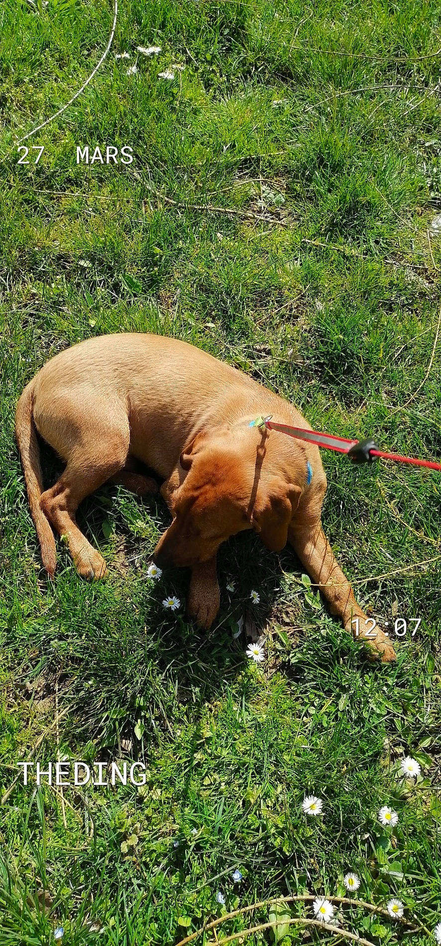 Patou a rejoint le concours — aidez-le/la à gagner de superbes lots ! bavarian_mountain_hound, canidae, carnivore, dog, dog_breed, fawn, hanover_hound, hound, hunting_dog, mammal, sporting_group, tosa, vertebrate, vizsla