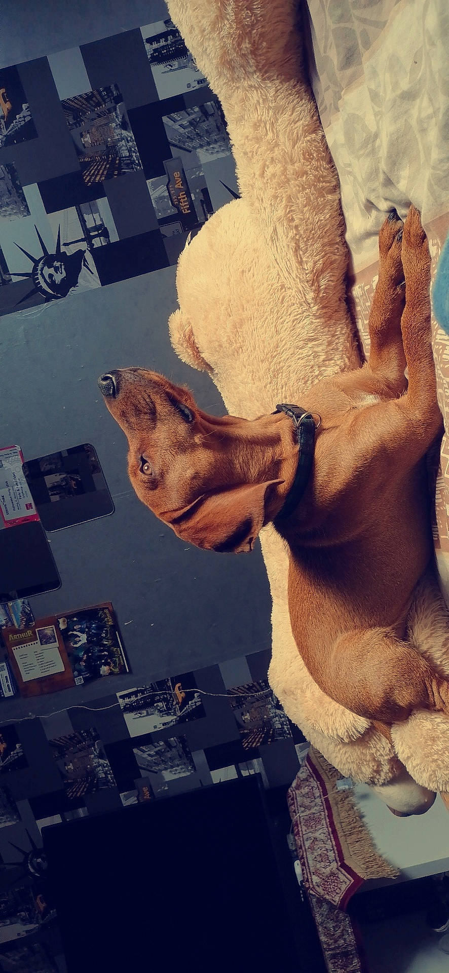 Patou a rejoint le concours — aidez-le/la à gagner de superbes lots ! canidae, fawn, photography, snout