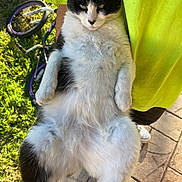 Jinglebells joined the competition — help win amazing prizes! cat, black_and_white, fluffy, pet, animal, person, yellow_shirt, outdoor, grass, bicycle, pavement, holding, relaxed, fur, legs, paws, sunlight, daylight, portrait, casual